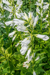 Similar image 21767549