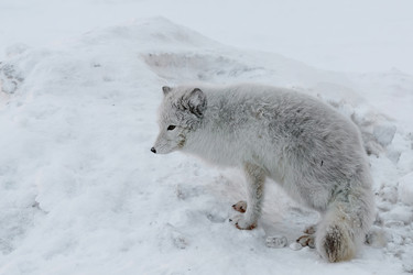 Similar image 21768304