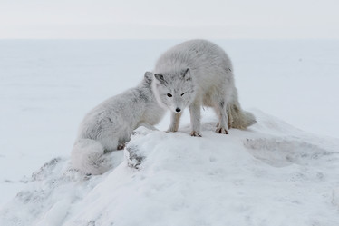 Similar image 21768306