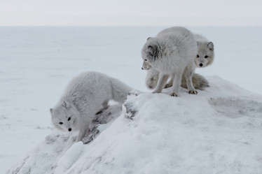 Similar image 21768308