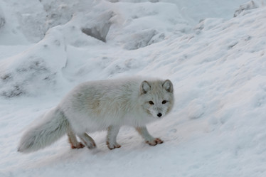 Similar image 21768309