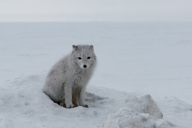 Similar image 21768319