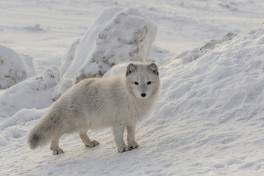 Similar image 21768330