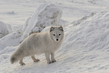 Similar image 21768332