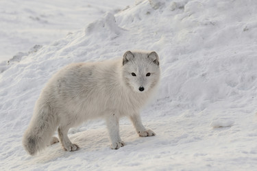 Similar image 21768334