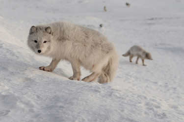 Similar image 21768335