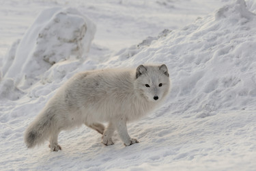 Similar image 21768337