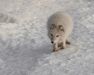 Similar image 21768341