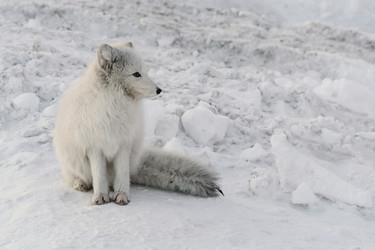 Similar image 21768345