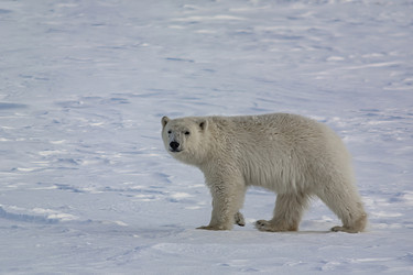 Similar image 21768033