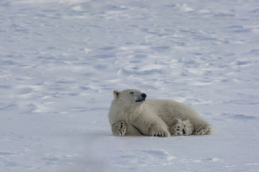 Similar image 21768037