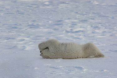 Similar image 21768042