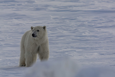 Similar image 21768052