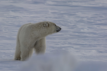 Similar image 21768053