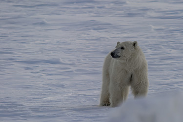 Similar image 21768054