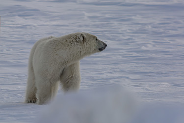 Similar image 21768055