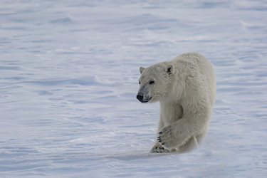 Similar image 21768060