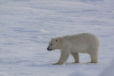 Similar image 21768061