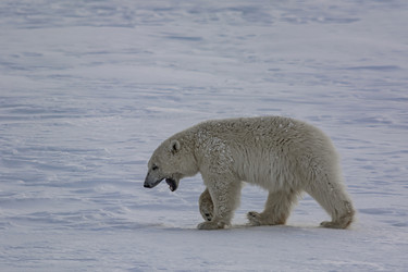 Similar image 21768062