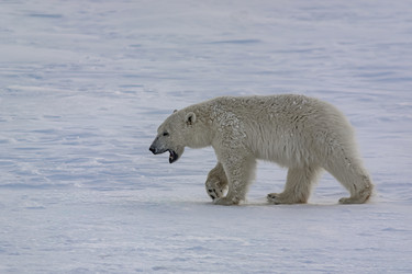 Similar image 21768063