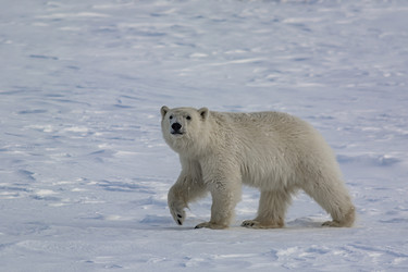 Similar image 21768068