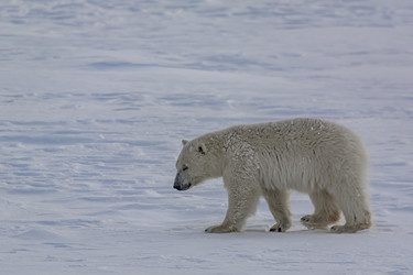 Similar image 21768069