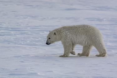 Similar image 21768070