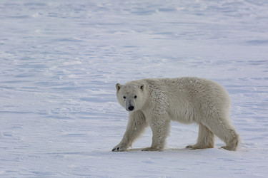 Similar image 21768071