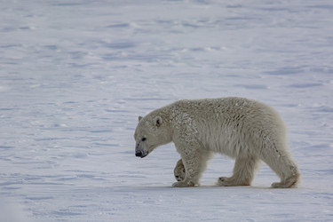 Similar image 21768073