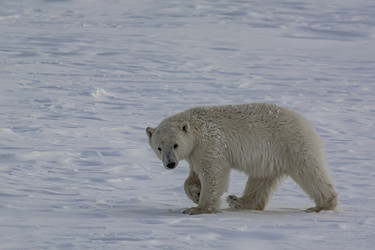 Similar image 21768074