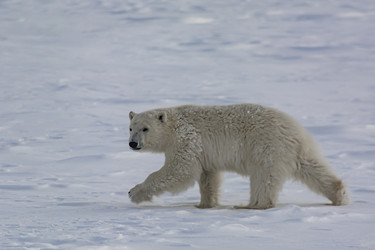 Similar image 21768076