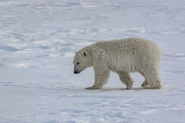 Similar image 21768079