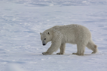 Similar image 21768080