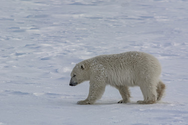 Similar image 21768082