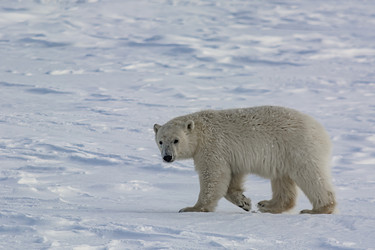 Similar image 21768357