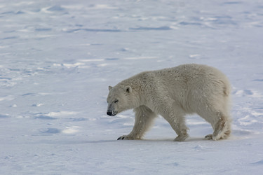 Similar image 21768360