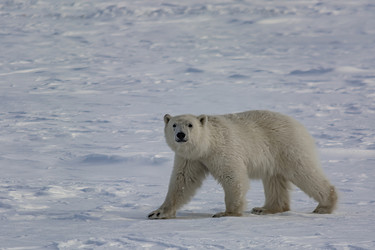 Similar image 21768362