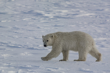 Similar image 21768363