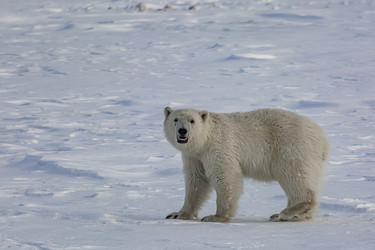 Similar image 21768364