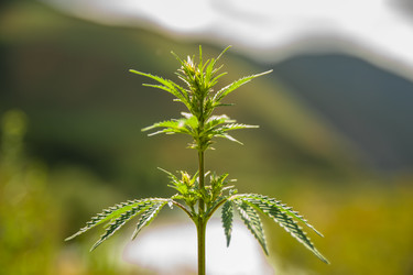 Similar image 21768416