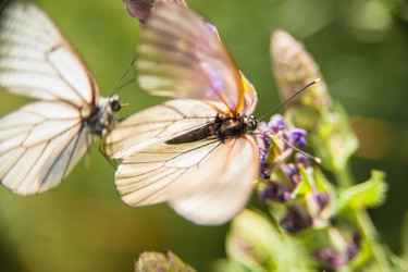 Similar image 21768417