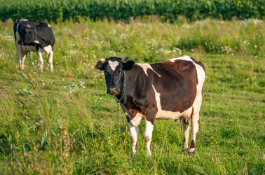 Similar image 21769485