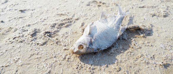 Similar image 21769486