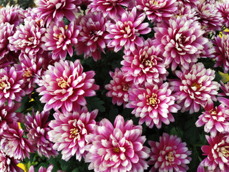 Similar image 21769240