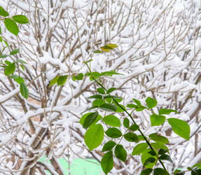 Similar image 21769510