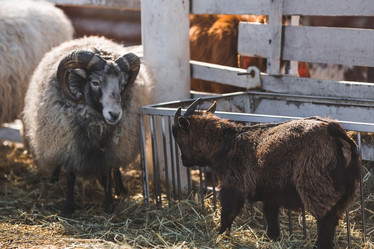 Similar image 21769395