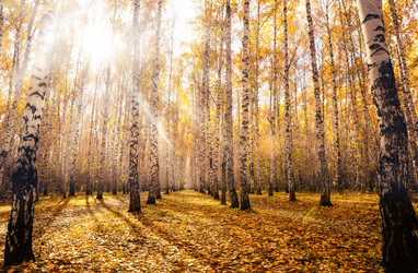 Similar image 21771463