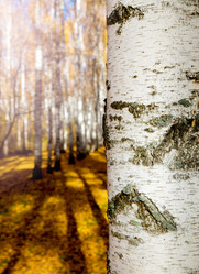 Similar image 21769894