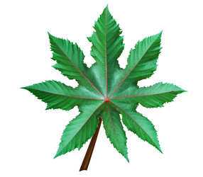 Similar image 21769896