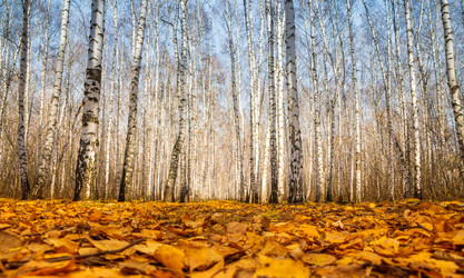 Similar image 21769847